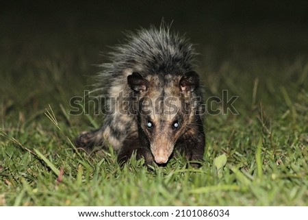 Opossum in the Central Park of Santo André, Brazil.