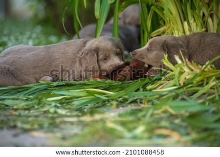 Long-haired Weimaraner puppies play with their siblings in the tall grass in the garden with their siblings and a stuffed animal. Pedigree long haired Weimaraner puppies. Pedigree Royalty-Free Stock Photo #2101088458