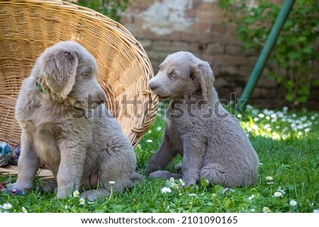Longhair Weimaraner puppies playing with a beach chair in the green meadow in the garden. The small dogs have gray fur, wavy fur on the ears and bright blue eyes. Pedigree long haired Weimaraner Royalty-Free Stock Photo #2101090165