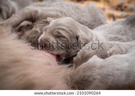 Seven newborn longhair weimaraner puppies drink at their mother dog. Small pedigree gray dogs grow up with their families. Royalty-Free Stock Photo #2101090264
