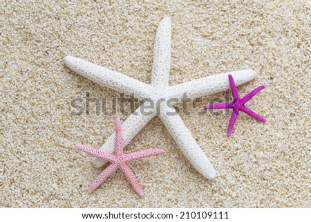 Starfish on the beach in the summertime 