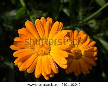 orange colored marigold flower in summer background