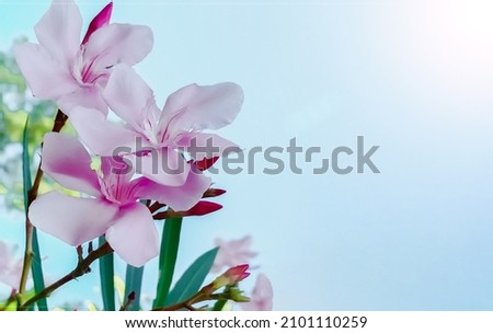 A Wreath of oleander or nerium oleander flowers in designed pattern on bright blue sky in the background