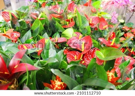 Beautiful red Calla flower in flower pots. Multicolored potted geraniums at a flower shop at a show Garden center and wholesale supplier concept. Many different cacti in flower pots in the shop on the