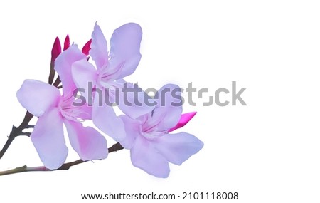 Wreath of pink oleander on white background with copy space 