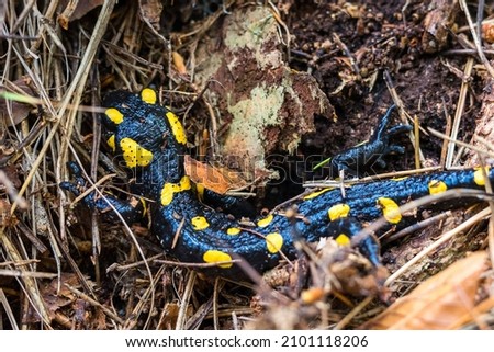 A closeup shot of a yellow and black patterned Fire Salamander