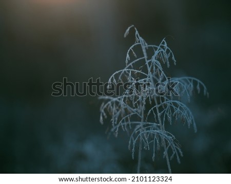 frost grass in winter morning