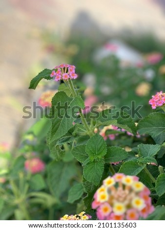 portrait photo for jasmine flower in garden