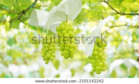 Shine muscat grapes in vineyard Royalty-Free Stock Photo #2101142242