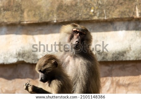 two young Hamadryas baboon (Papio hamadryas) sitting together