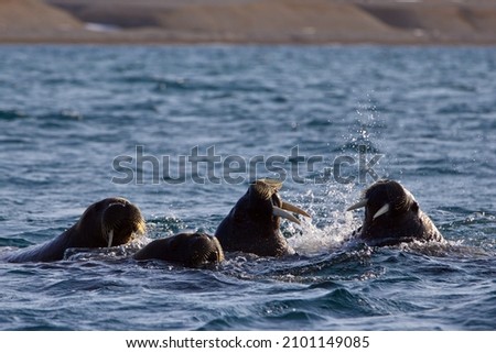 A group of walruses swimming in the cold waters of Svalbard in Norway