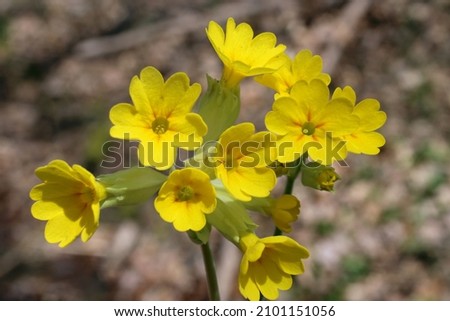 Primula veris subsp. columnae, Cowslip, Primulaceae. Wild plant shot in spring. Royalty-Free Stock Photo #2101151056