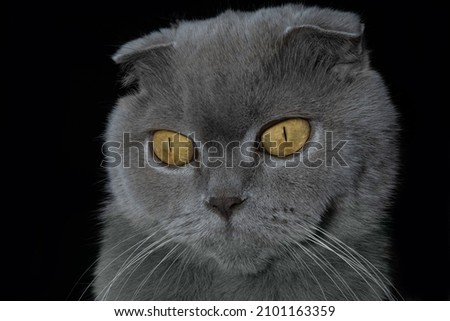 Portrait of Scottish Fold gray cat on black background