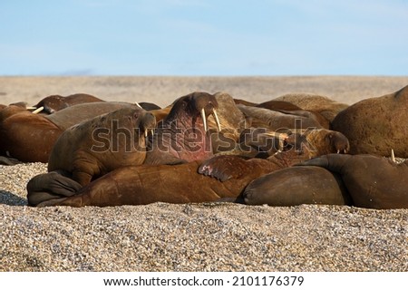 A group of walruses lying on a sandy shore shore at Svalbard, Norway