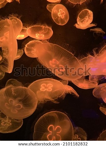 Jelly fish swimming in the water