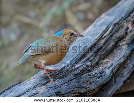 Blue-naped pitta (Hydrornis nipalensis)(male)  rest on branch in nature.