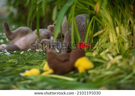 Long-haired Weimaraner puppies play with their siblings in the tall grass in the garden with a stuffed animal. Pedigree long haired Weimaraner puppies. Pedigree long haired Weimaraner puppies. Royalty-Free Stock Photo #2101195030
