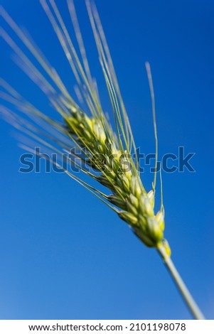 Closeup photo of green wheat ear. Agriculture
