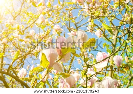 beautiful magnolia blossoms in the spring. Beautiful magnolia tree blossoms in springtime. Magnolia blossomed on sky background. Beginning of spring. beautiful flowers.