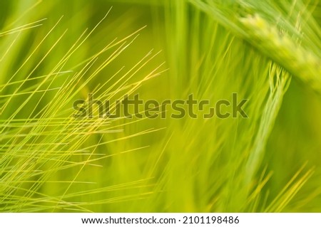 Closeup of a green wheat field with blurry background.