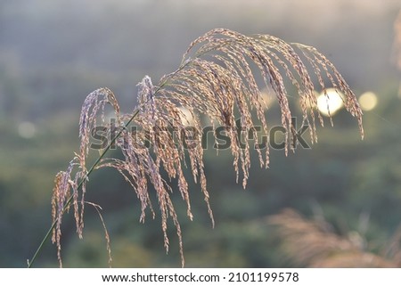 grass flower Cortaderia selloana commonly known as Pampas Grass. Ears of dry grass are tinted in warm autumn colors. Blue sky. Sunny day. Fall natural concept. Selective focus. Copy space.