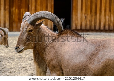 Portrait of barbary sheep. Ammotragus lervia in the zoo of Veszprem, Hungary