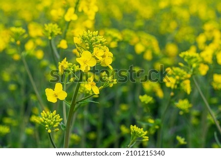 Yellow rapeseed in the field, rapeseed flowering. Rapeseed cultivation Royalty-Free Stock Photo #2101215340