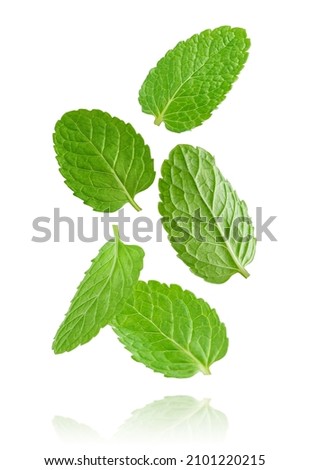 Flying mint leaves isolated on white background. Royalty-Free Stock Photo #2101220215