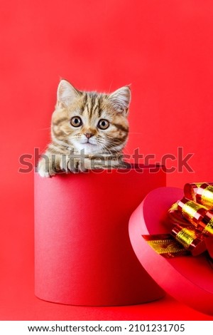 Cute British kitten in a red gift box. A surprise for a festive event. Gift for Valentine's Day, Christmas, Women's Day, Birthday. 