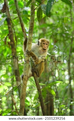 Toque macaque monkey climbs onto a slender tree trunk in the shade of the tropical rain forest, cheek pouch full of collected food. Royalty-Free Stock Photo #2101239256
