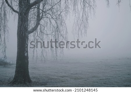 old birch tree branches on a foggy autumn morning, selective focus