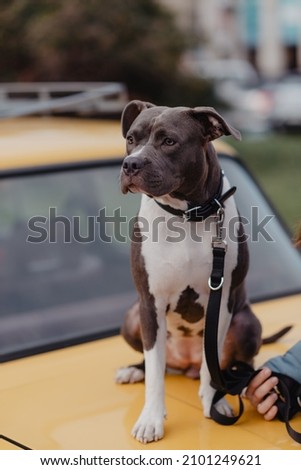 The one years old dog mastif  Royalty-Free Stock Photo #2101249621