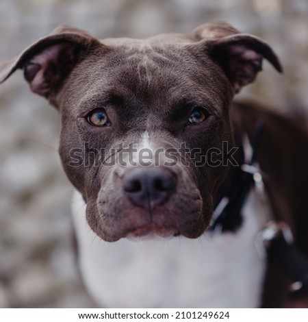 The one years old dog mastif  Royalty-Free Stock Photo #2101249624