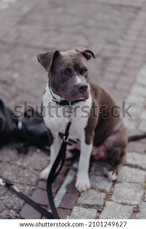 The one years old dog mastif  Royalty-Free Stock Photo #2101249627