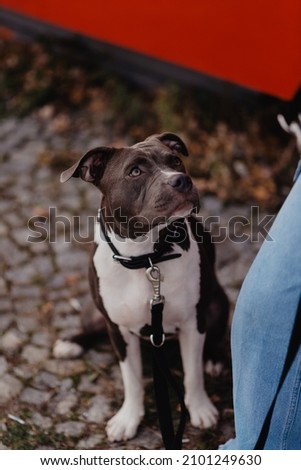 The one years old dog mastif  Royalty-Free Stock Photo #2101249630