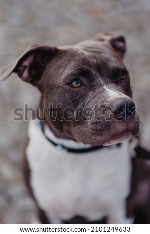The one years old dog mastif  Royalty-Free Stock Photo #2101249633