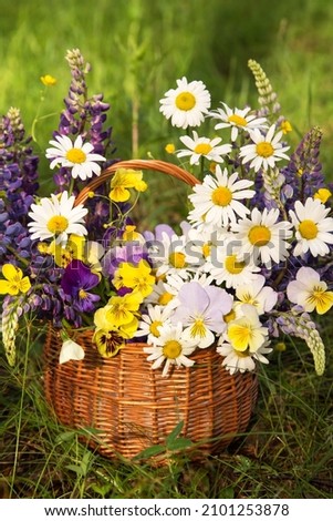 Beautiful summer bouquet, flowers arrangement in basket by florist with daisy, chamomile, lupin and pansy flowers in sunlight in nature