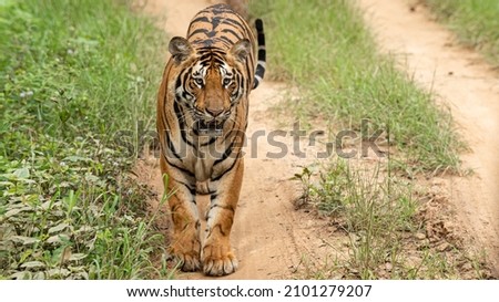 A closeup shot of a tiger walking in a jungle
