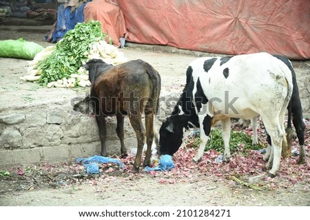 free dairy cow images,pictures and royalty free stock photo 