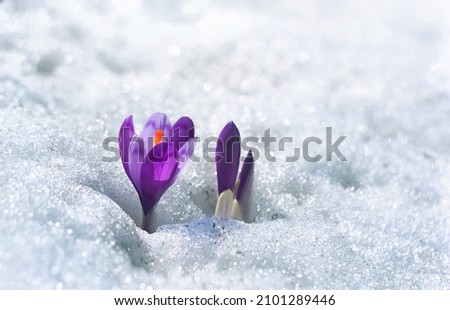 Spring snowdrops flowers violet crocuses ( Crocus heuffelianus ) in snow with space for text Royalty-Free Stock Photo #2101289446