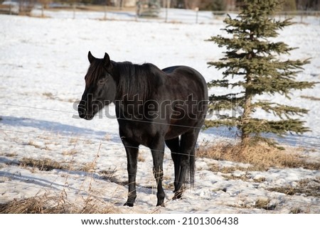 A black horse on a snow-covered field in the countryside
