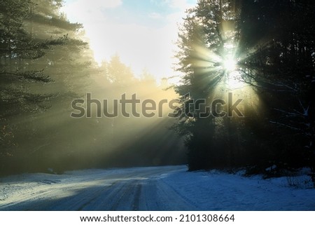 Winter sun rays trough trees on a forest road on a supper foggy dat. Selective focus. High quality photo Royalty-Free Stock Photo #2101308664