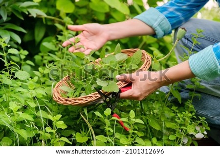 Hands with garden shears and wicker plate with aromatic fresh Lemon balm mint Melissa officinalis herbs Royalty-Free Stock Photo #2101312696
