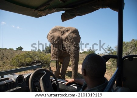 large African bull elephant approaching and walking close up to a safari game drive car land cruiser. Looking out of car. Africa safari game drive in Kruger National Park game reserve Royalty-Free Stock Photo #2101319119