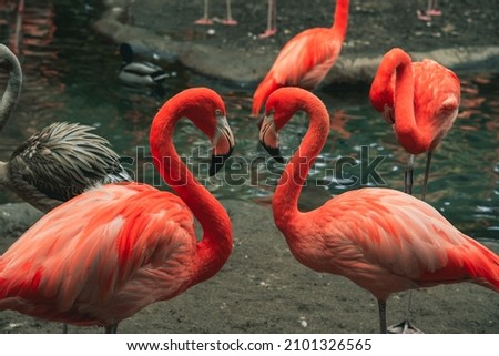 A closeup of beautiful flamingos near a lake during daylight