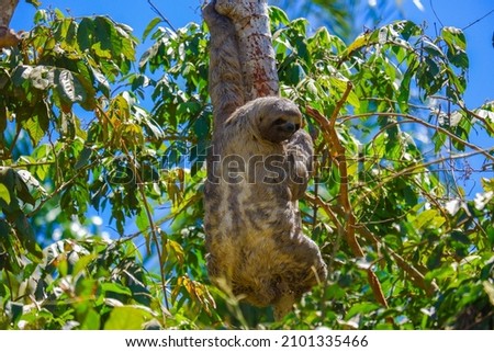 Sloth awake and climbing tree in Bolivia