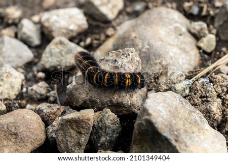 A closeup shot of a black and yellow worm on a stone