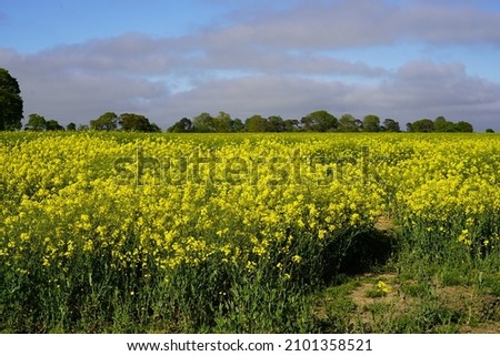 Rapeseed field on a sunny day  in the countryside