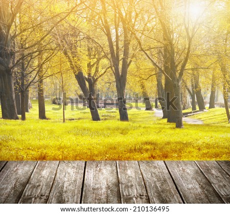 Terrace overlooking autumn park with trees and sunlight