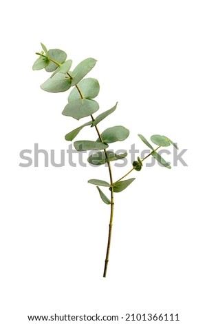 Eucalyptus branch with leaves isolated on white background. Royalty-Free Stock Photo #2101366111
